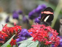 Butterfly Jungle�